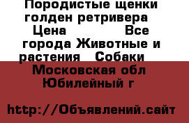 Породистые щенки голден ретривера › Цена ­ 25 000 - Все города Животные и растения » Собаки   . Московская обл.,Юбилейный г.
